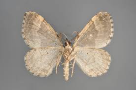 Attēlu rezultāti vaicājumam “Colostygia pectinataria female”