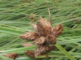 Attēlu rezultāti vaicājumam “Bolboschoenus maritimus”