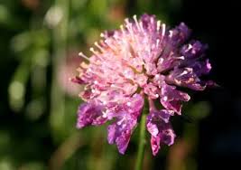 Image result for Tanacetum parthenium 'Tetraweiss'