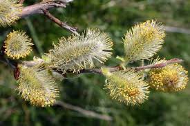 Attēlu rezultāti vaicājumam “Salix cinerea female flower”