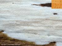 Attēlu rezultāti vaicājumam “Sidera lenis”