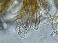 Attēlu rezultāti vaicājumam “Merismodes anomala”