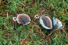 Attēlu rezultāti vaicājumam “Phellodon tomentosus”