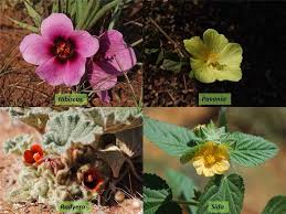 Attēlu rezultāti vaicājumam “Malvaceae”