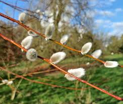 Attēlu rezultāti vaicājumam “Salix daphnoides subsp. acutifolia bud”