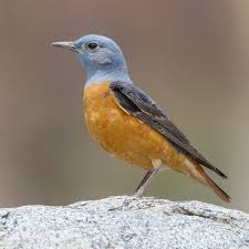 Image result for Monticola saxatilis