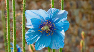 Image result for Scheinmohn blau