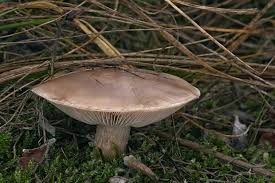 Attēlu rezultāti vaicājumam “Lepista sp.”