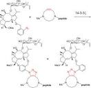 Copper‐Free Huisgen Cycloaddition for the 14‐3‐3‐Templated ...