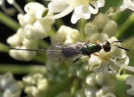 Attēlu rezultāti vaicājumam “Torymidae”