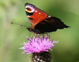 Attēlu rezultāti vaicājumam “Inachis io”