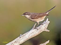 Image result for Sylvia hortensis