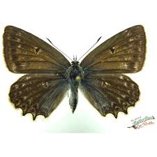 Attēlu rezultāti vaicājumam “Euphydryas maturna underside”