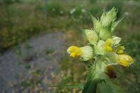 Attēlu rezultāti vaicājumam “Rhinanthus serotinus”
