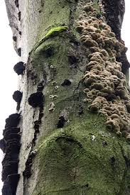 Attēlu rezultāti vaicājumam “Inonotus rheades”