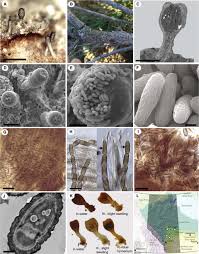 Attēlu rezultāti vaicājumam “Sclerophora pallida”