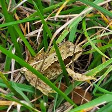 Attēlu rezultāti vaicājumam “Badhamia lilacina sessile”