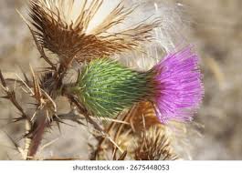 Attēlu rezultāti vaicājumam “Cirsium vulgare flower”