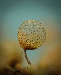 Attēlu rezultāti vaicājumam “Cribraria rubiginosa spores”