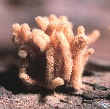 Attēlu rezultāti vaicājumam “Arcyria minuta macro”