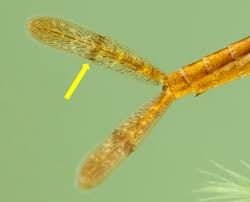 Attēlu rezultāti vaicājumam “Coenagrion hastulatum”