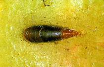 Attēlu rezultāti vaicājumam “Lepidosaphes ulmi”