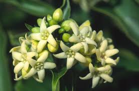 Attēlu rezultāti vaicājumam “Vincetoxicum hirundinaria”