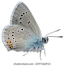 Attēlu rezultāti vaicājumam “Cyaniris semiargus underside”