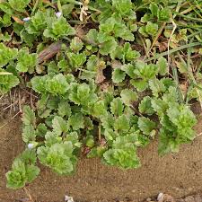 Attēlu rezultāti vaicājumam “Veronica persica leaf”