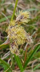 Attēlu rezultāti vaicājumam “Eriophorum angustifolium flower”