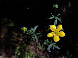 Attēlu rezultāti vaicājumam “Ranunculus acris leaf”