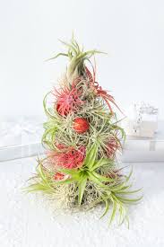 Image result for tillandsia umbellata