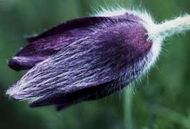 Attēlu rezultāti vaicājumam “Pulsatilla pratensis bud”