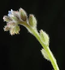 Attēlu rezultāti vaicājumam “Myosotis stricta”