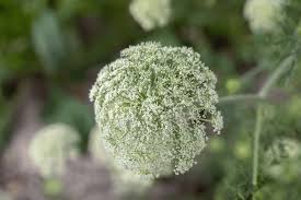Attēlu rezultāti vaicājumam “Daucus sativus flower”