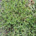 Attēlu rezultāti vaicājumam “Polygonum arenastrum leaf”