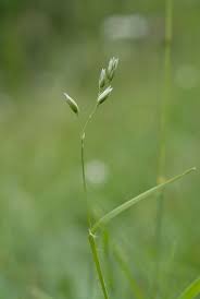 Attēlu rezultāti vaicājumam “Danthonia decumbens fruit”