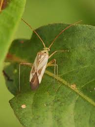 Attēlu rezultāti vaicājumam “Closterotomus biclavatus nymph”