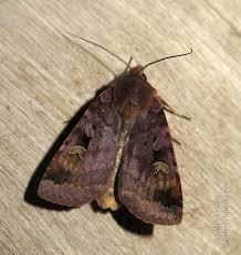 Attēlu rezultāti vaicājumam “Diarsia brunnea”