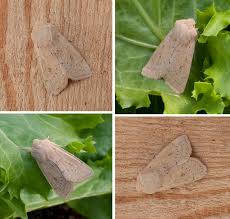 Attēlu rezultāti vaicājumam “Orthosia gracilis”