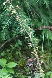 Attēlu rezultāti vaicājumam “Listera ovata fruit”
