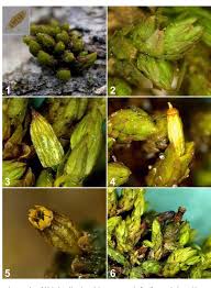 Attēlu rezultāti vaicājumam “Orthotrichum, Nyholmiella”