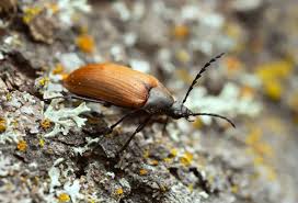 Attēlu rezultāti vaicājumam “Pseudocistela ceramboides”