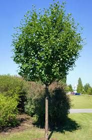 Attēlu rezultāti vaicājumam “Sorbus aria”