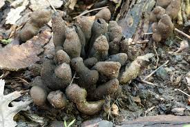 Attēlu rezultāti vaicājumam “Xylaria polymorpha”