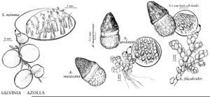 Attēlu rezultāti vaicājumam “Licea minima spores”