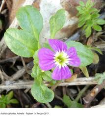 Attēlu rezultāti vaicājumam “Aubrieta deltoidea leaf”