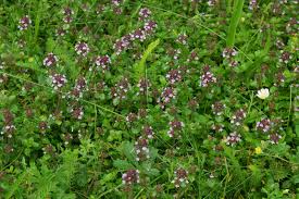 Attēlu rezultāti vaicājumam “Thymus pulegioides fruit”