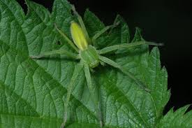 Attēlu rezultāti vaicājumam “Micrommata virescens”