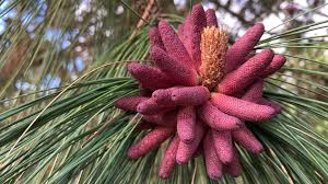 Attēlu rezultāti vaicājumam “Pinus ponderosa”